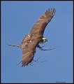 _4SB9609 osprey with nesting material